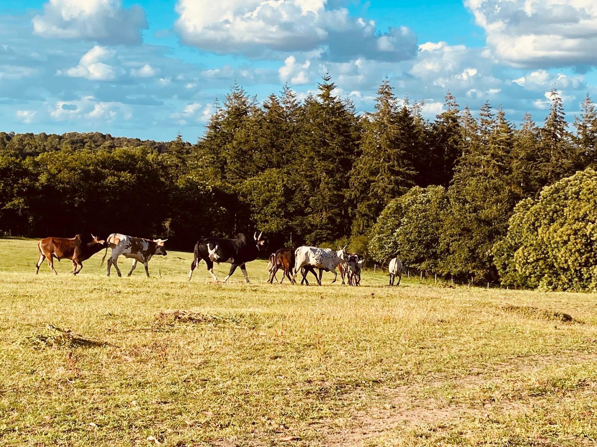 Escapade Dans Un Ranch