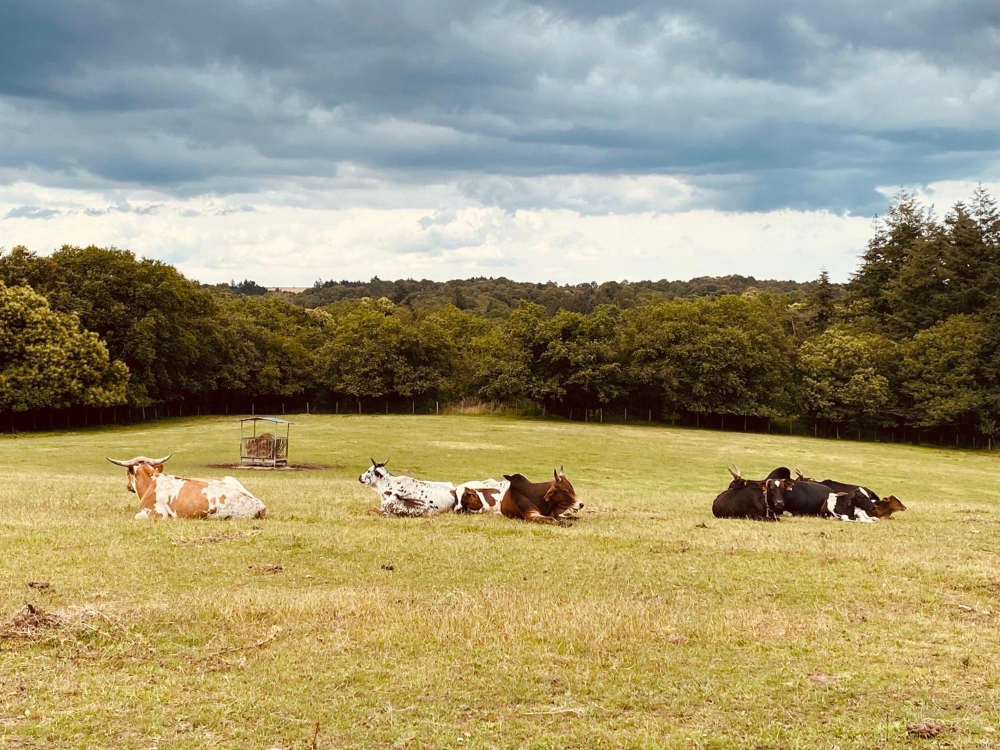 Escapade Dans Un Ranch *